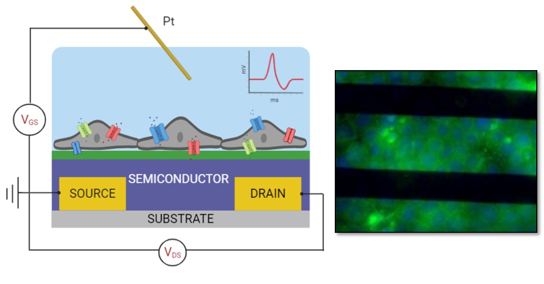 EGFETs coupled to living cells for bioelectrical recording and for monitoring cell growth processes.